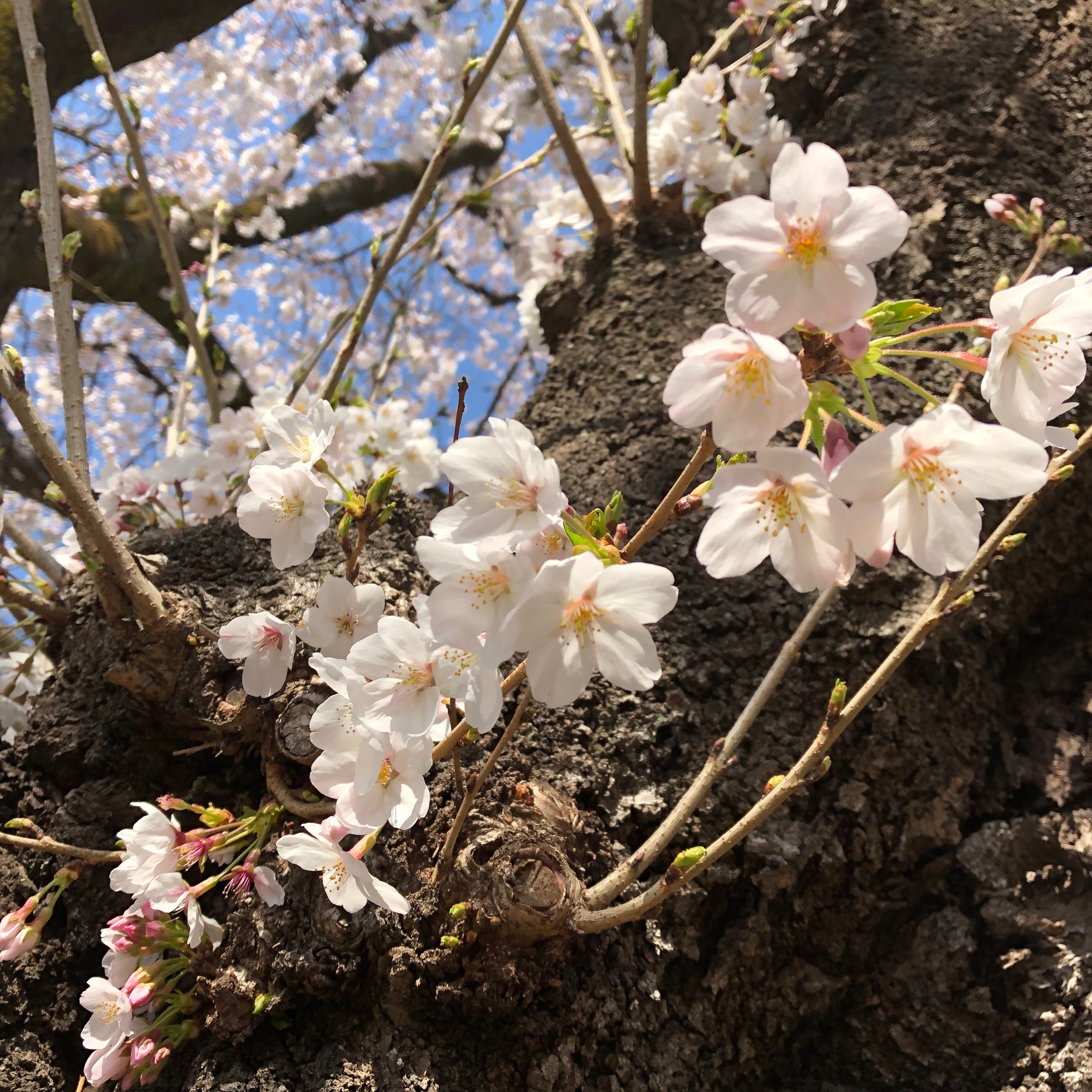 お花見(報告)